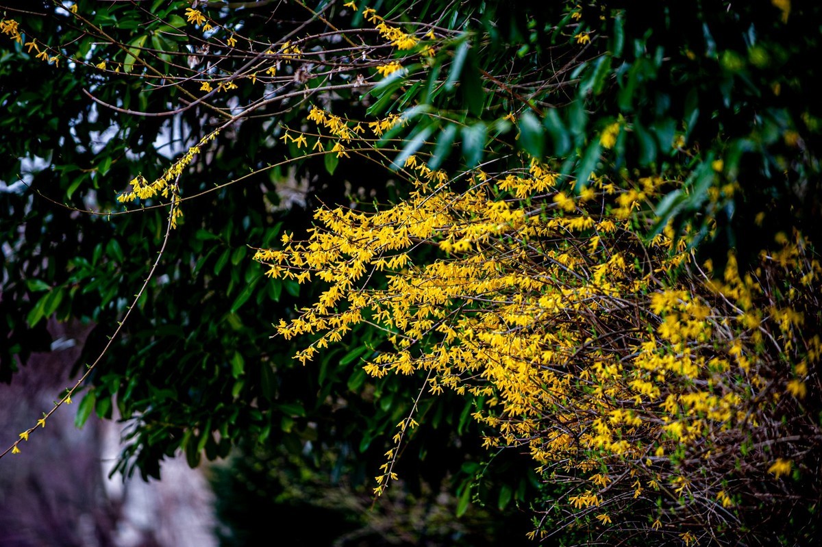 携花拜友--祝春安！！！
