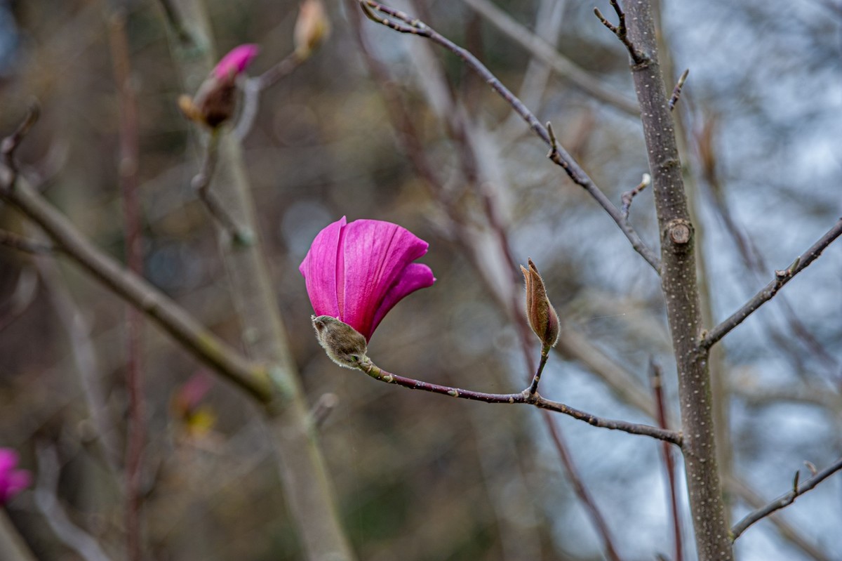 携花拜友--祝春安！！！
