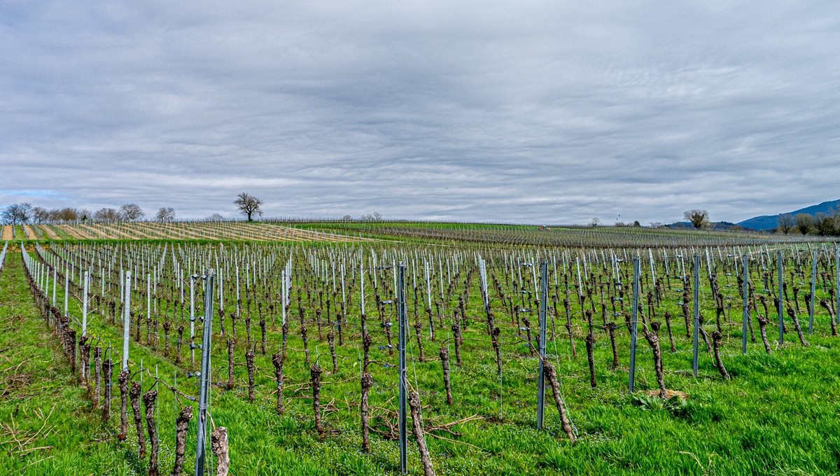 春晓 ：携“徕卡”认证镜头Lx5拜望徕卡本家，祝师友春安！！！