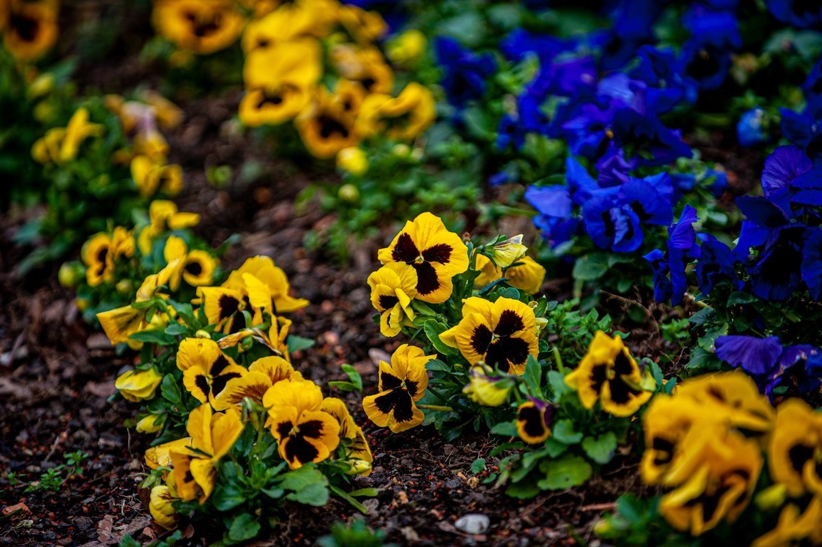 携花拜友--祝春安！！！