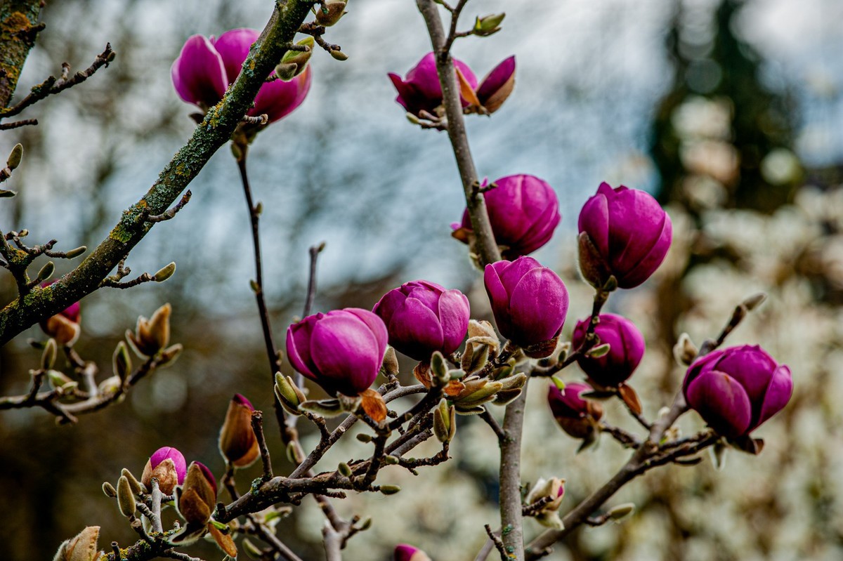 携花拜友--祝春安！！！