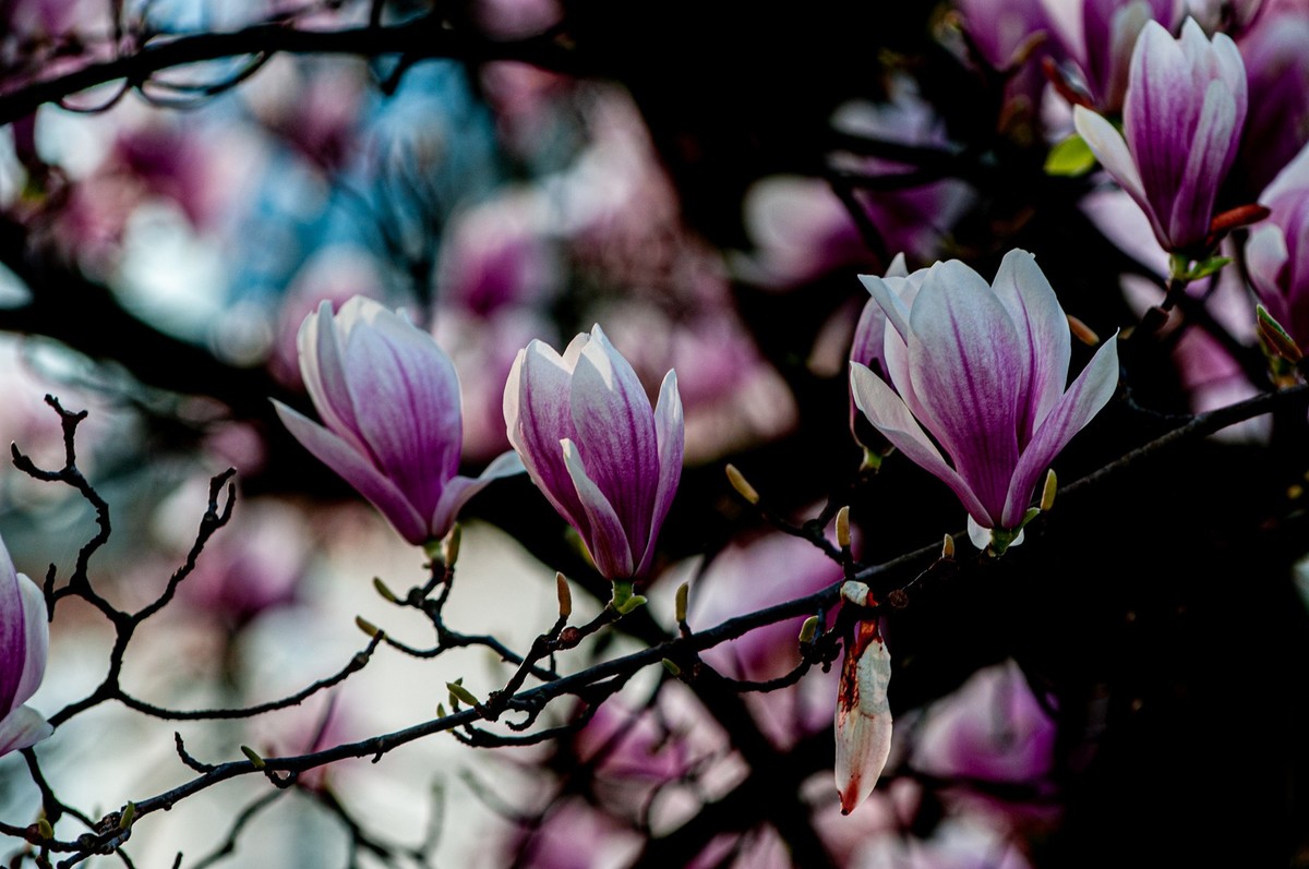 携花拜友--祝春安！！！