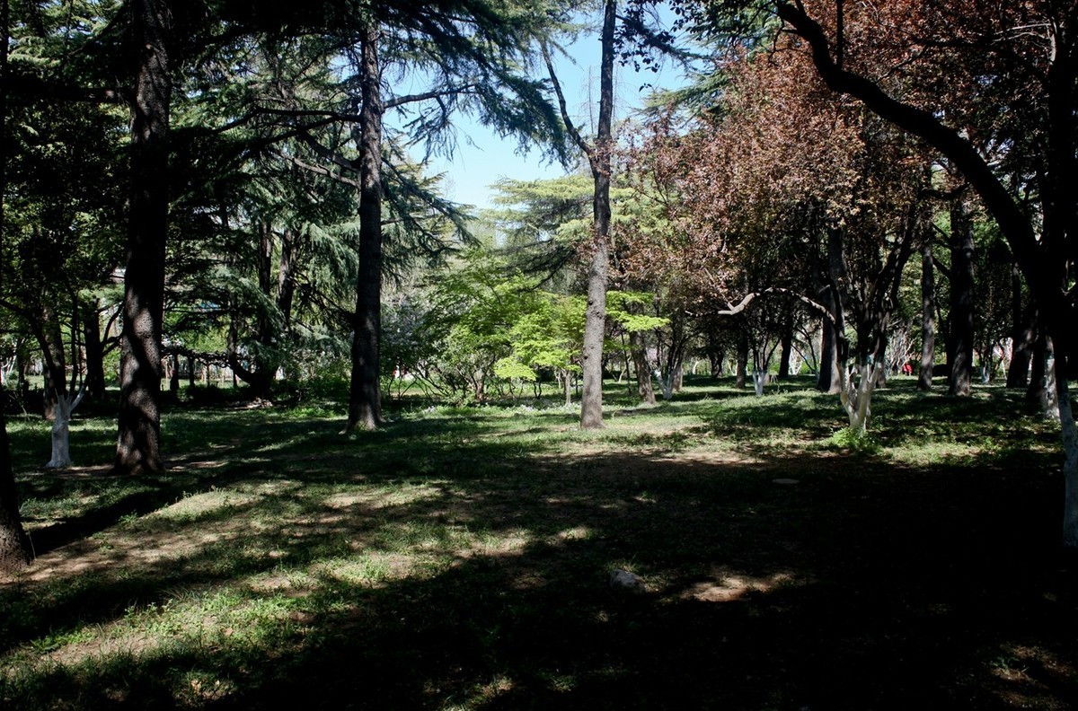 随拍——公园春色