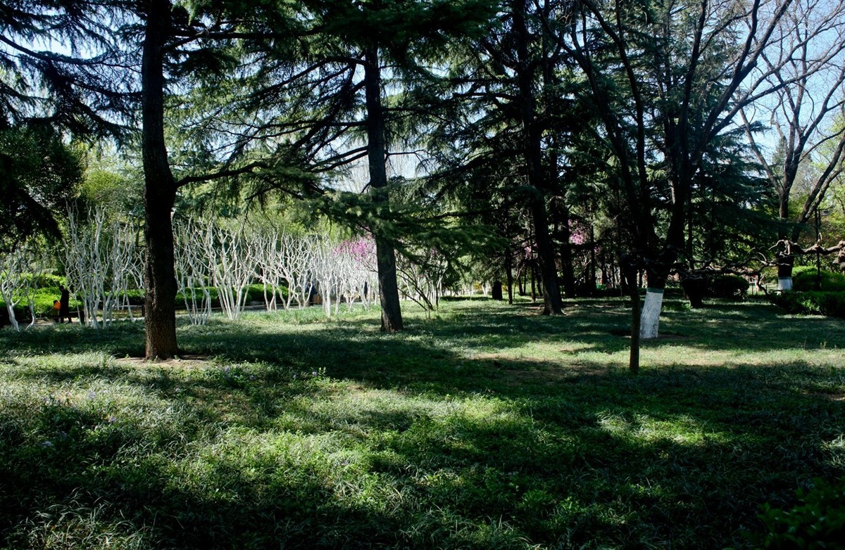 随拍——公园春色