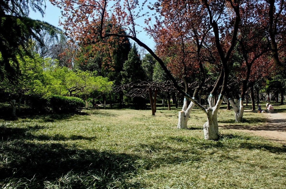 随拍——公园春色