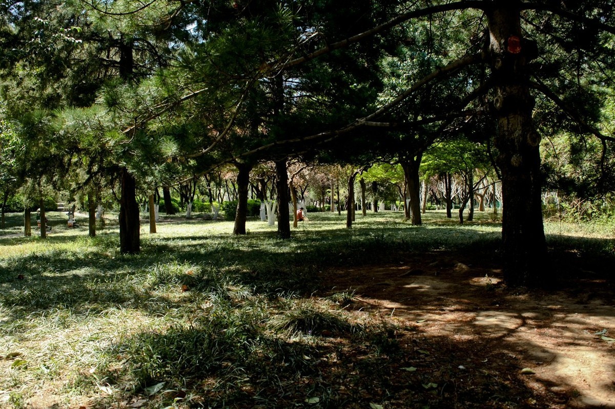 随拍——公园春色