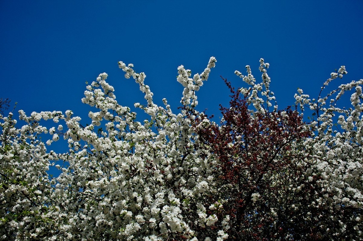 随拍——公园春色