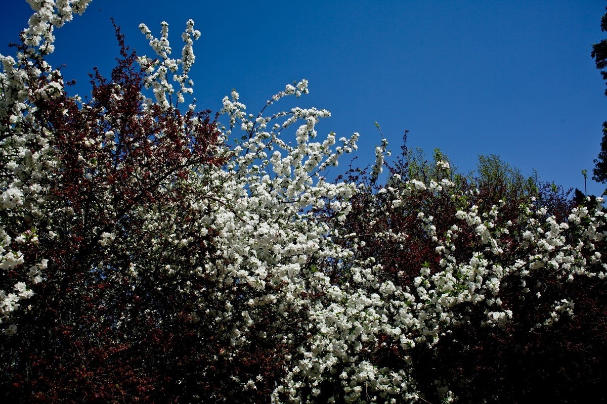 随拍——公园春色