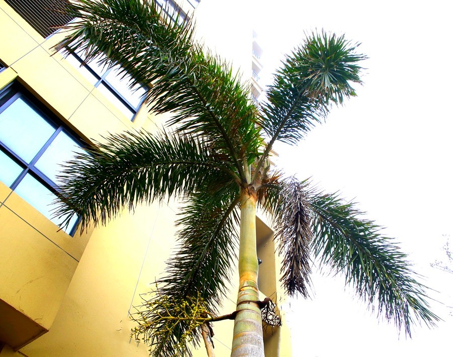 《不老松：忆海南游记》21.01.20海南：长島兰湾一期：环境优美，外有海景，内似花园。