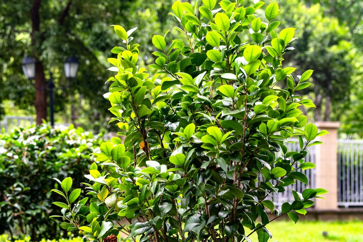 庐州印象（466）五月雨天