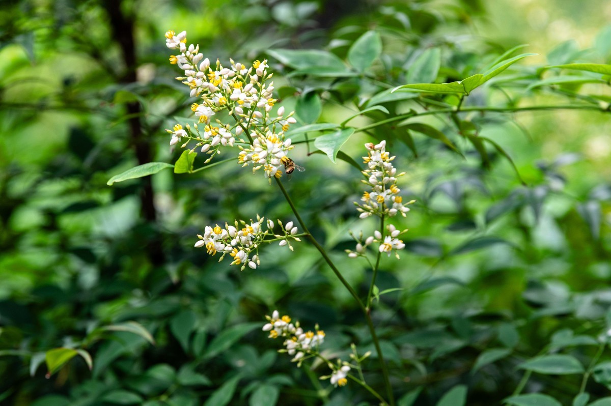庐州印象（466）五月雨天