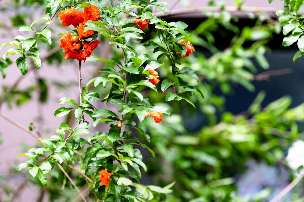 庐州印象（466）五月雨天