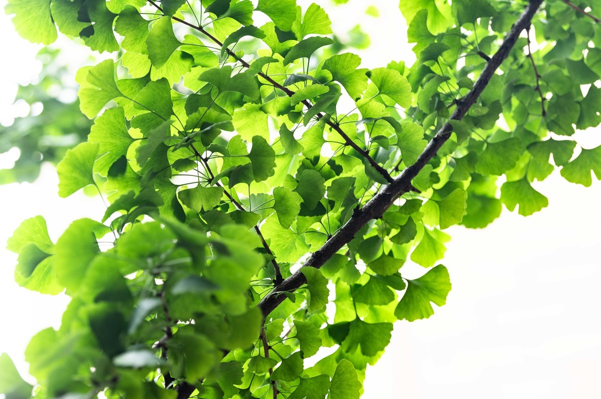庐州印象（466）五月雨天