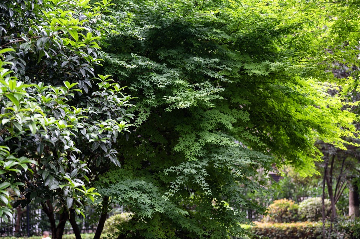 庐州印象（466）五月雨天