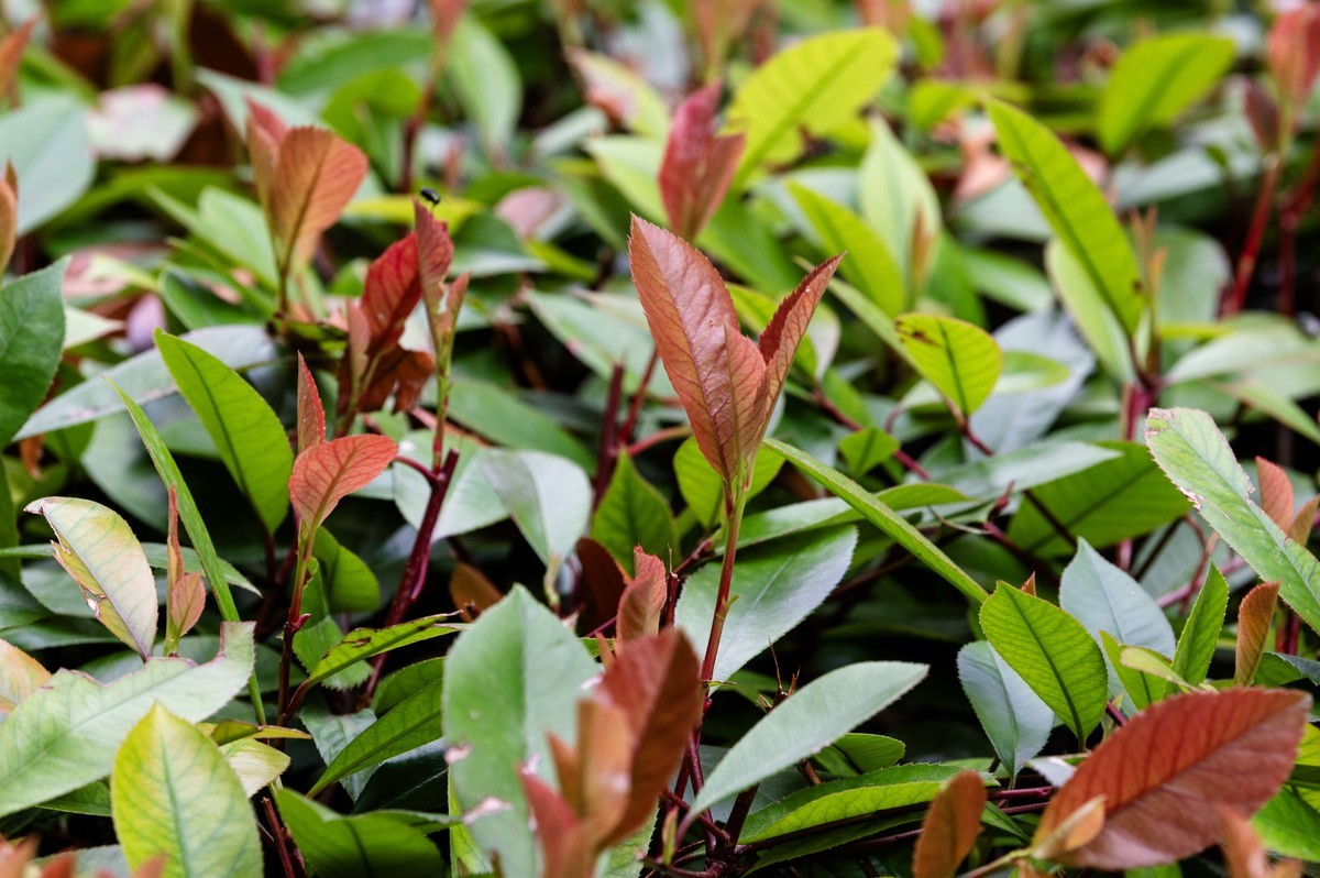 庐州印象（466）五月雨天