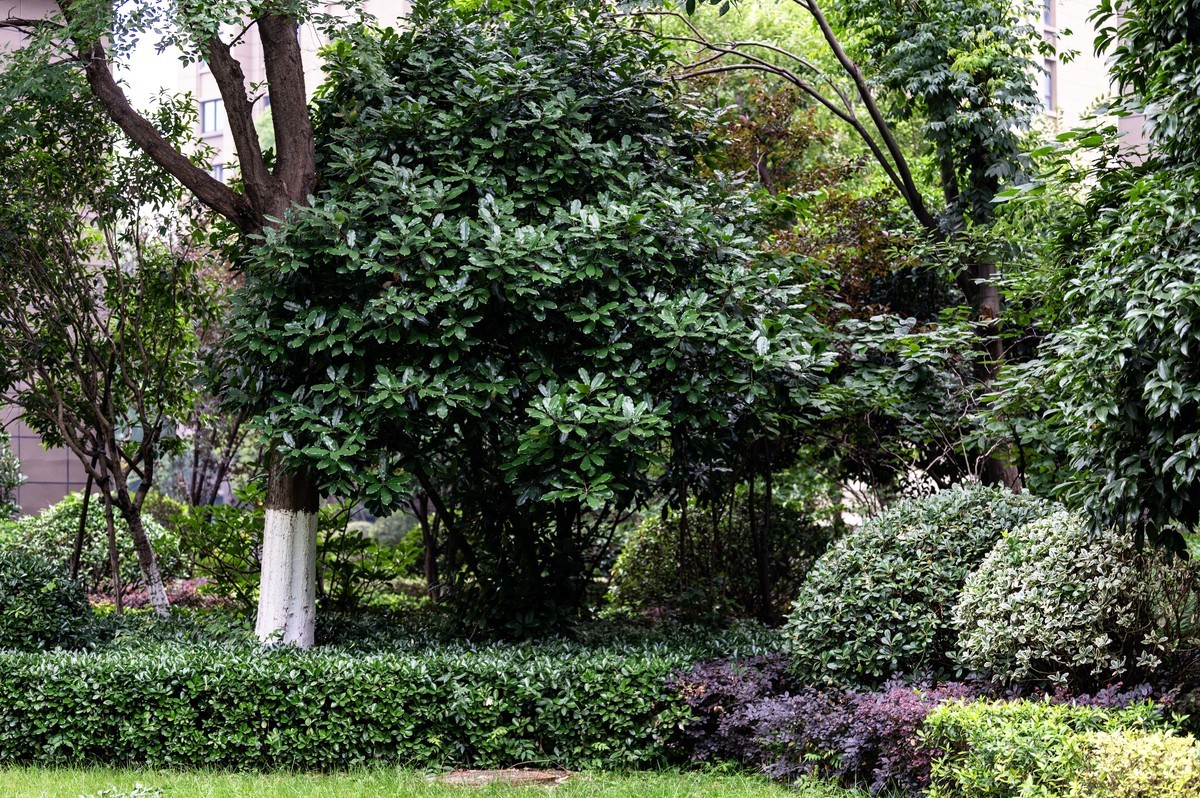 庐州印象（466）五月雨天