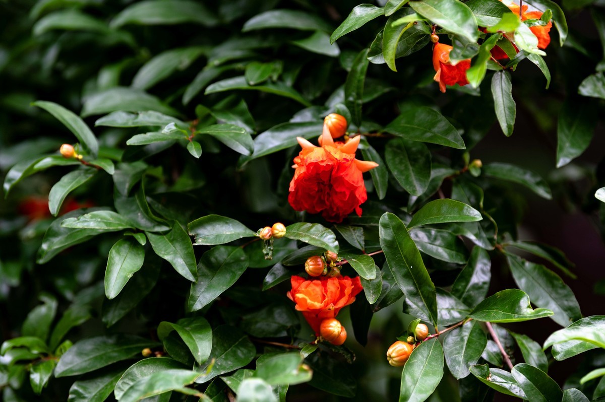 庐州印象（466）五月雨天