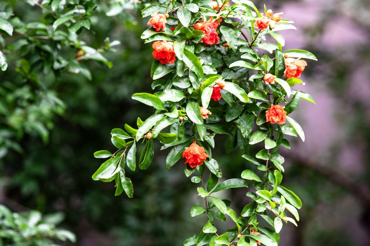 庐州印象（466）五月雨天