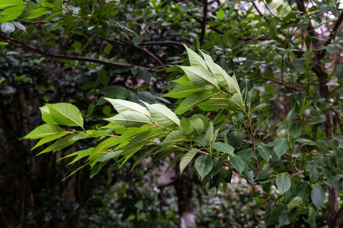 庐州印象（466）五月雨天