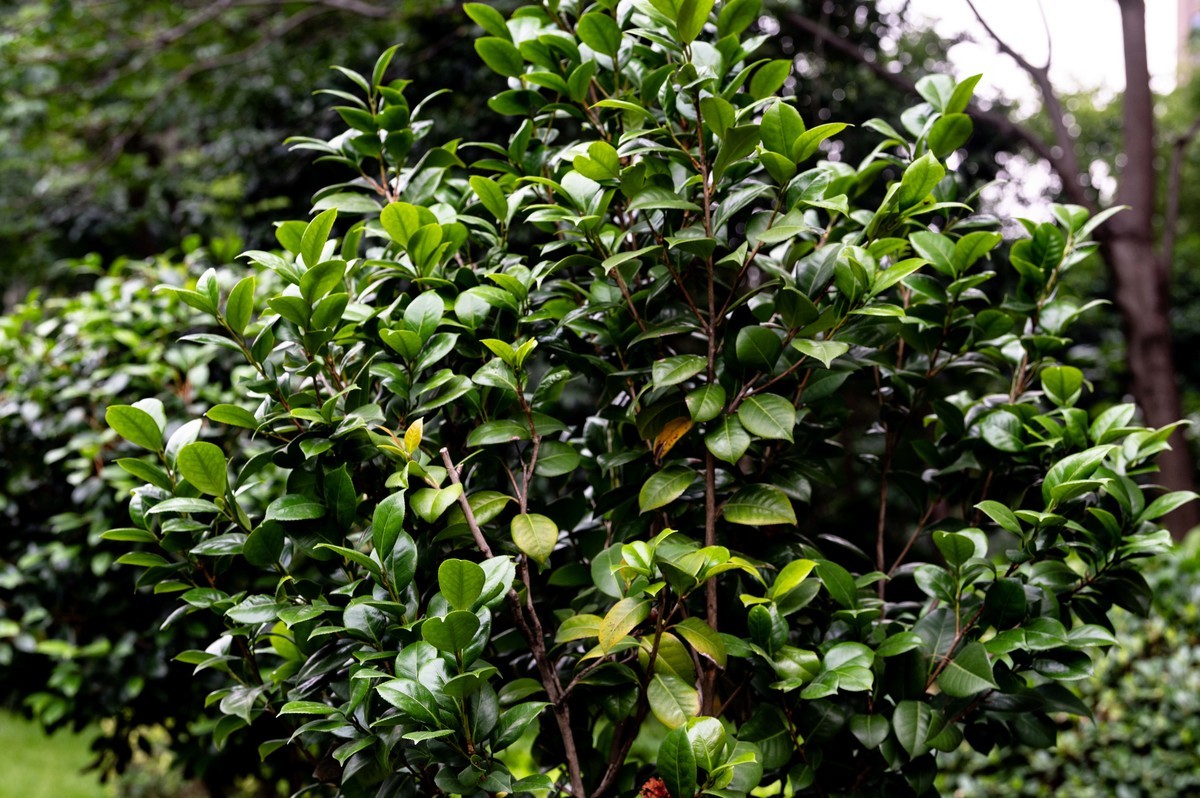 庐州印象（466）五月雨天