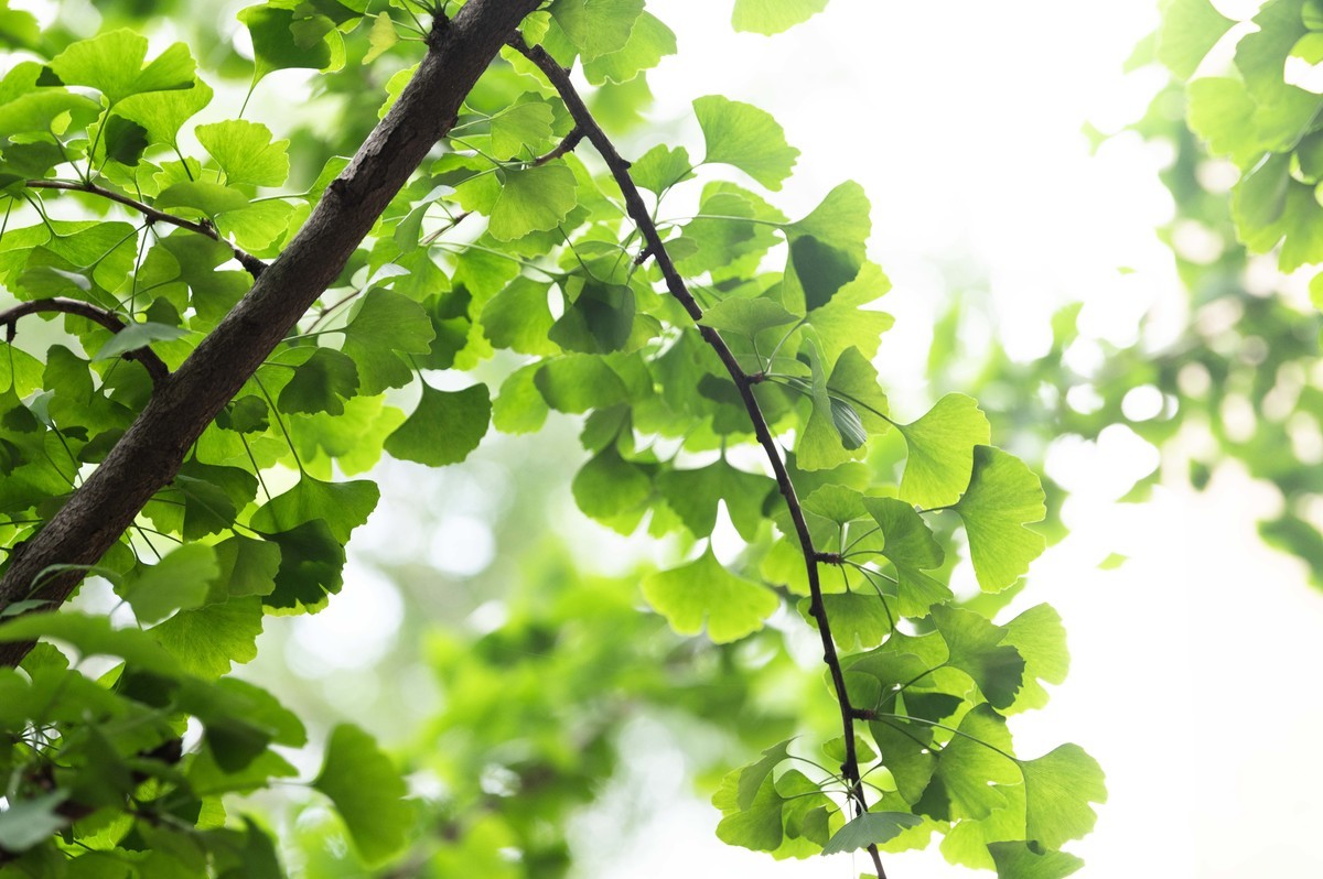 庐州印象（466）五月雨天