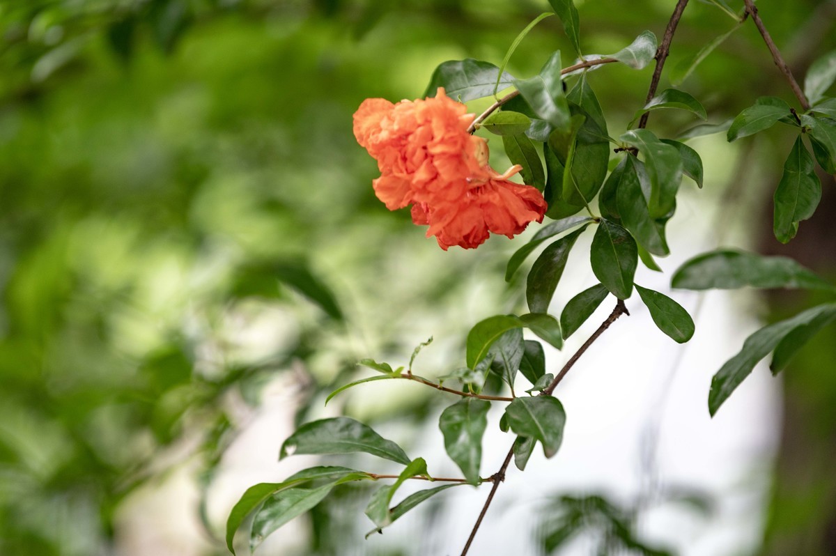 庐州印象（466）五月雨天