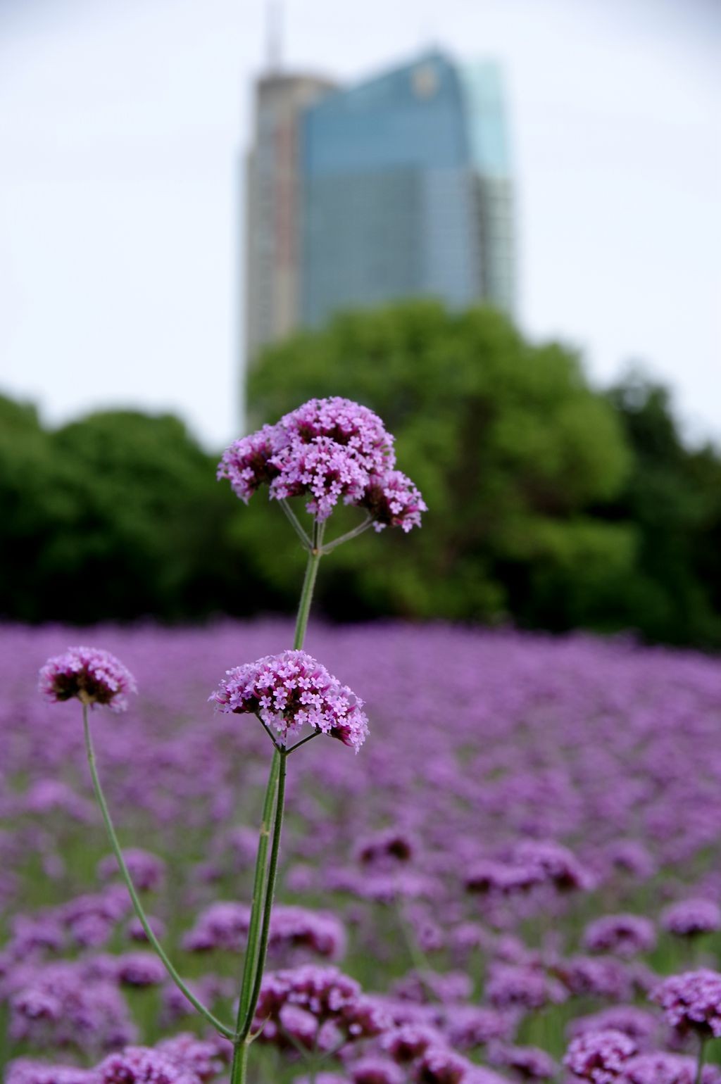 打卡网红紫色花海