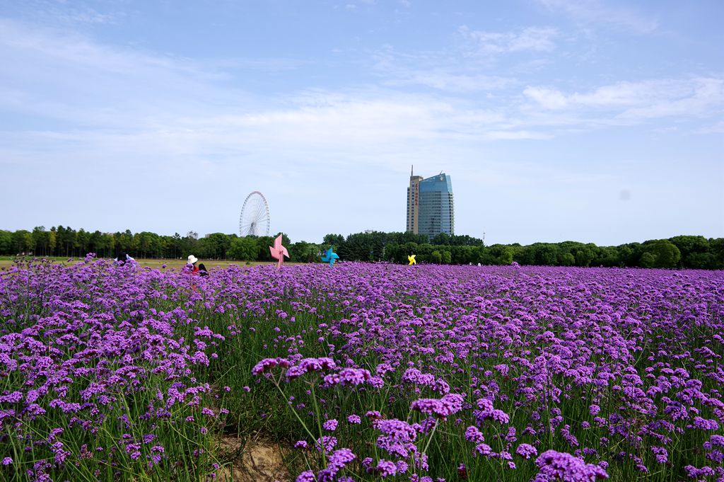打卡网红紫色花海