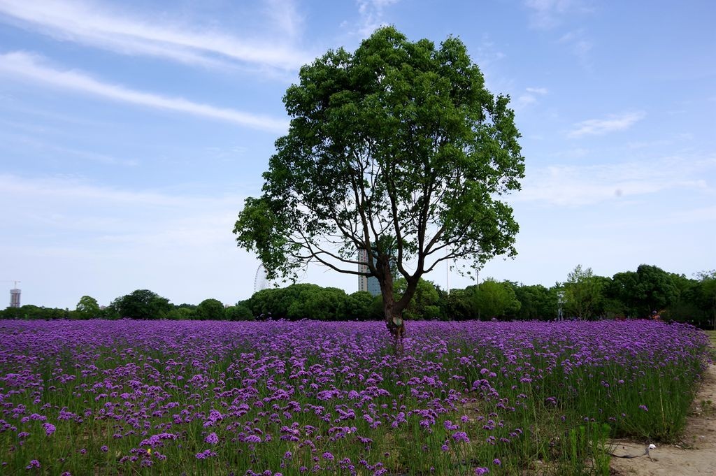打卡网红紫色花海