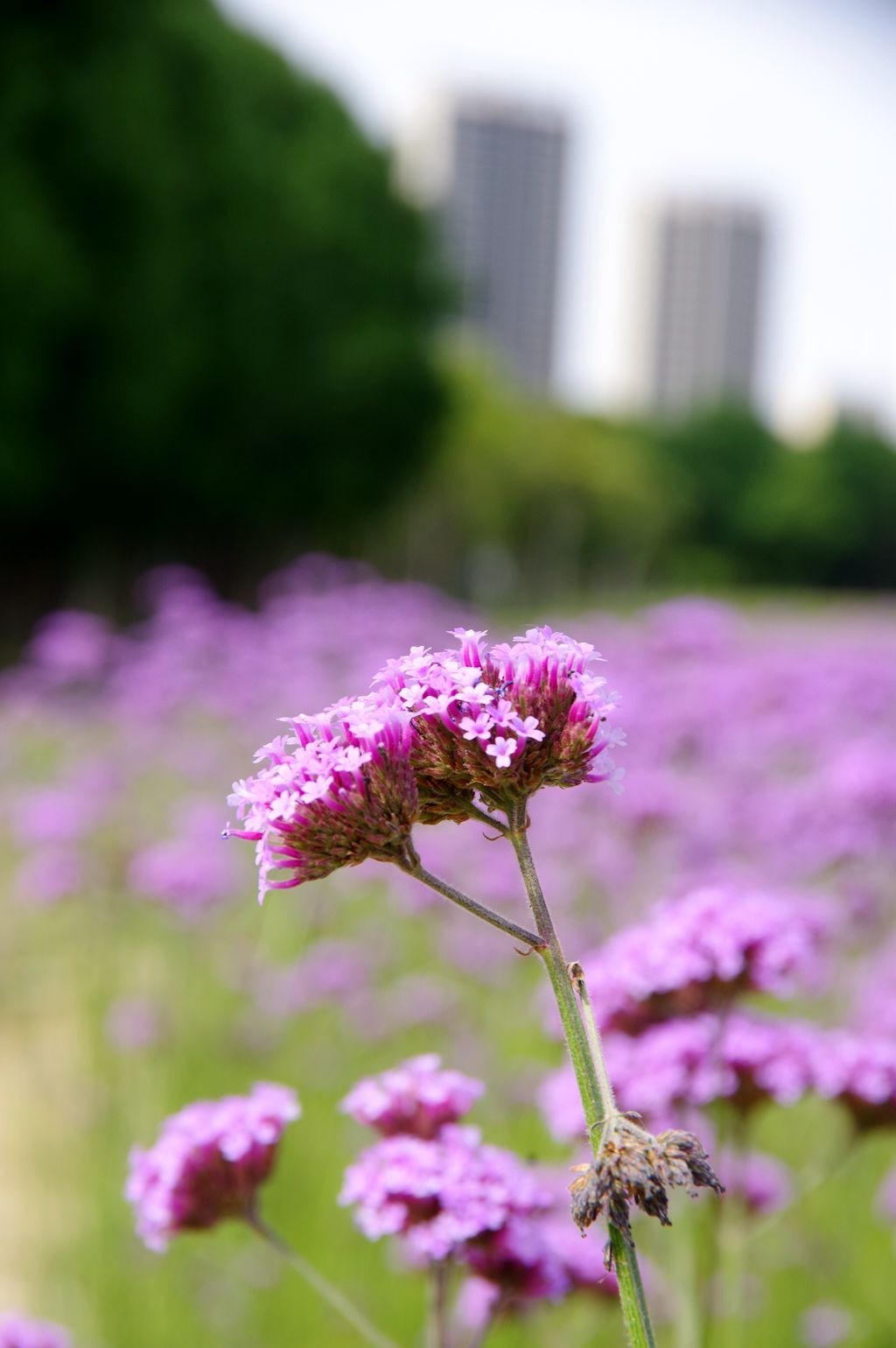 打卡网红紫色花海