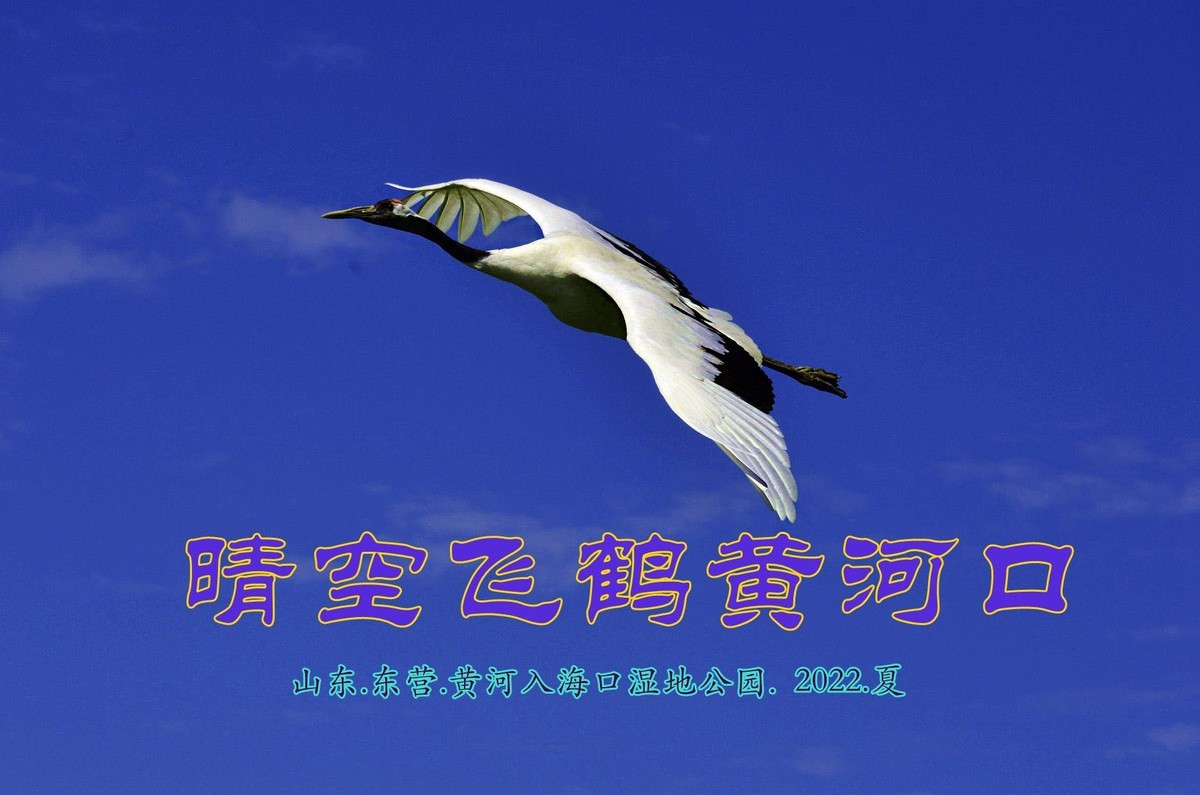 晴空飞鹤黄河口