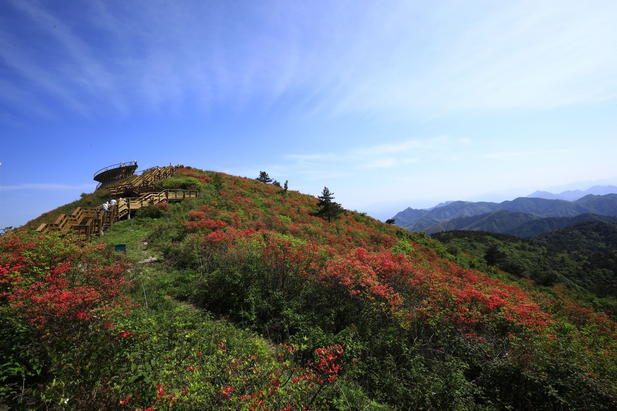遂昌高坪杜鹃花海（2022年五一期间拍摄）-中关村在线摄影论坛