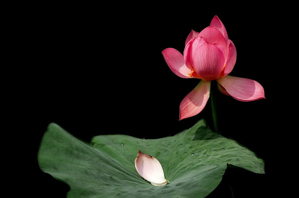 渔家傲·七月芙蓉生翠水（夏荷）