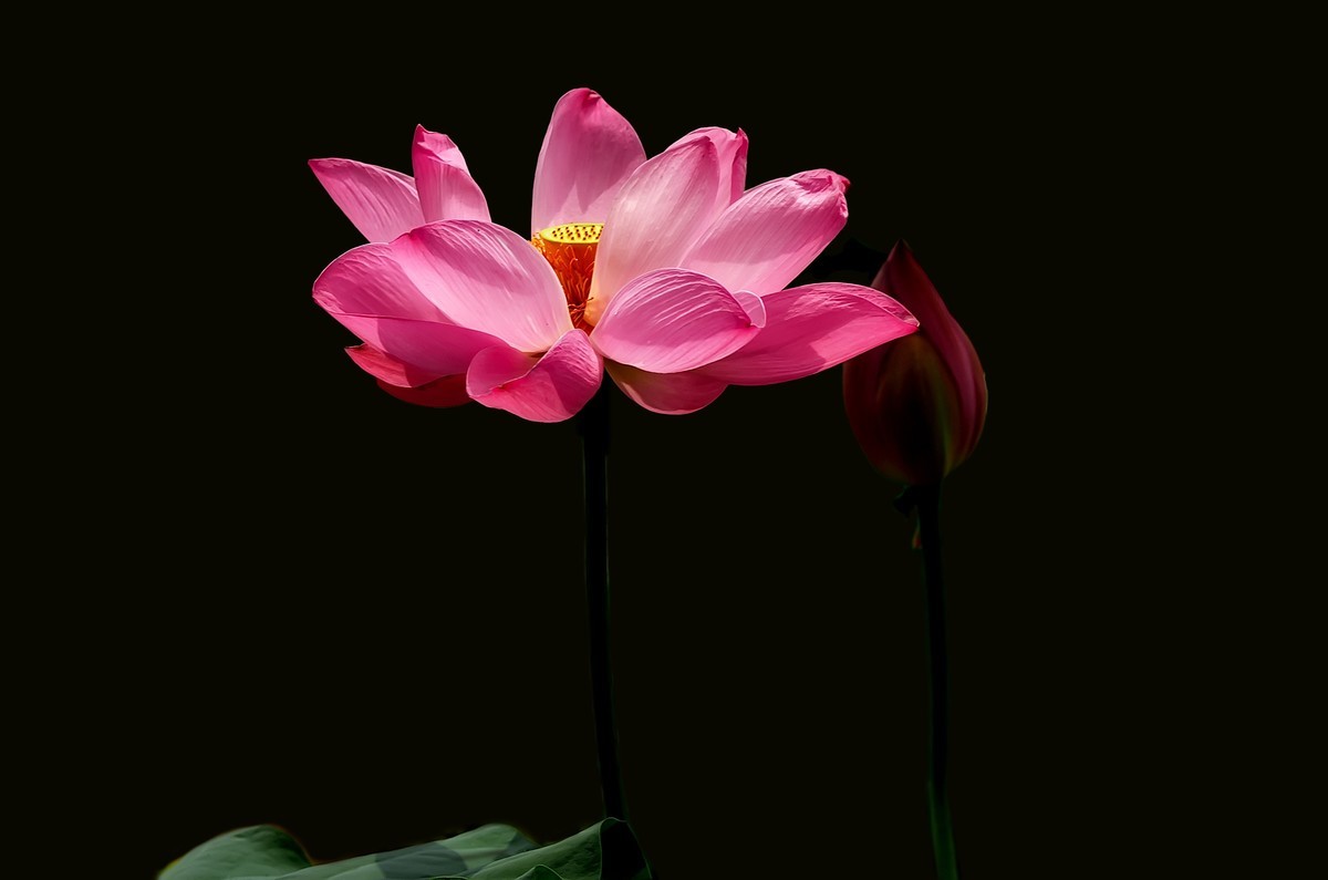 渔家傲·七月芙蓉生翠水（夏荷）