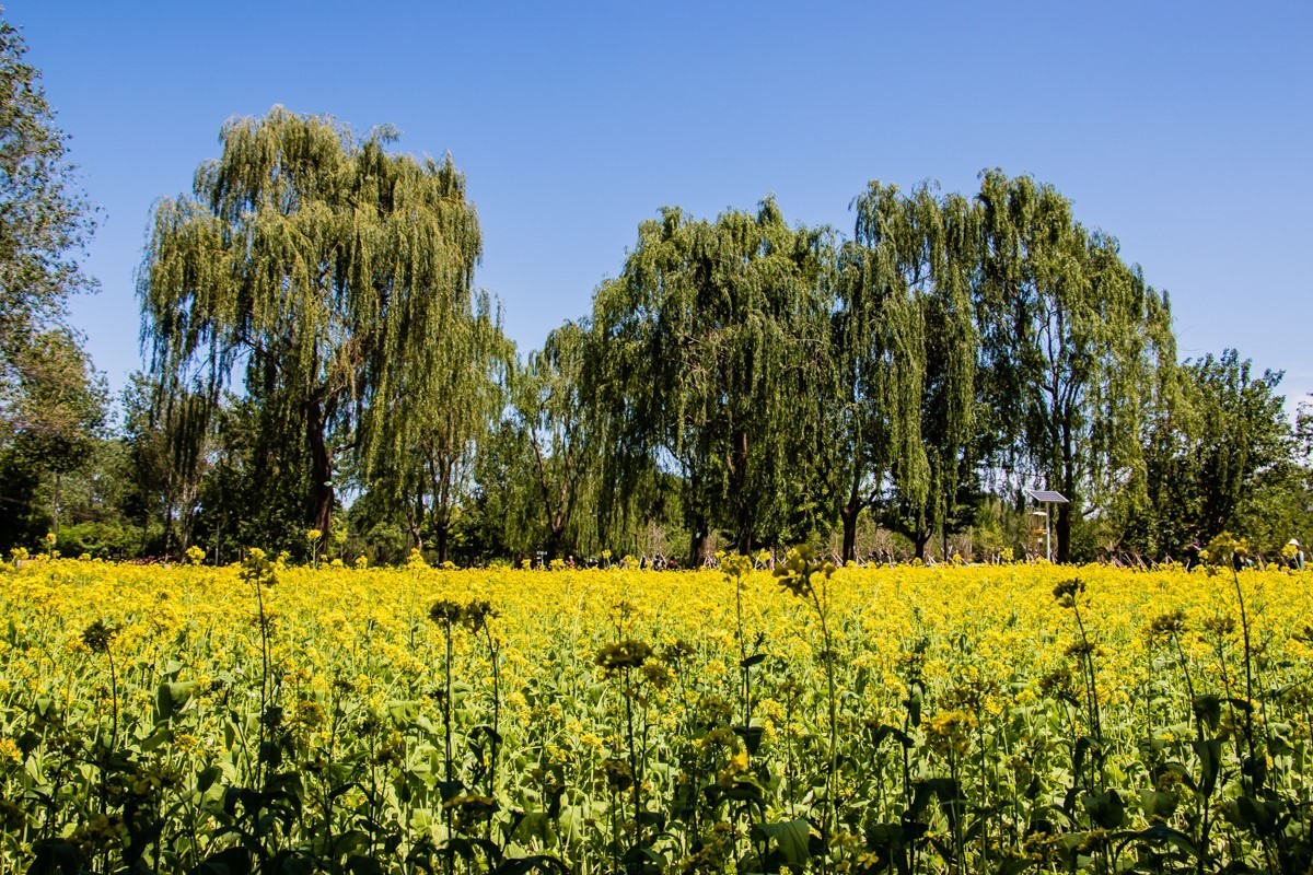 【镜头里】第1572号：北京北坞公园的秀美风光（五）