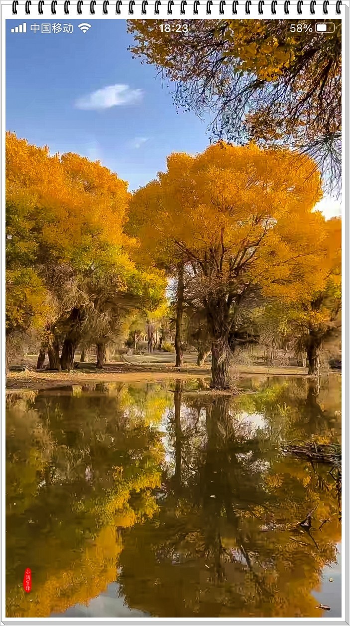 2023年-胡杨风光纪实抓拍-968