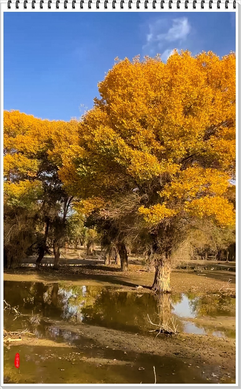 2023年-胡杨风光纪实抓拍-968