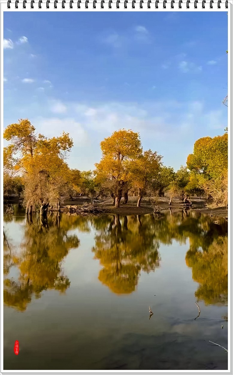 2023年-胡杨风光纪实抓拍-968