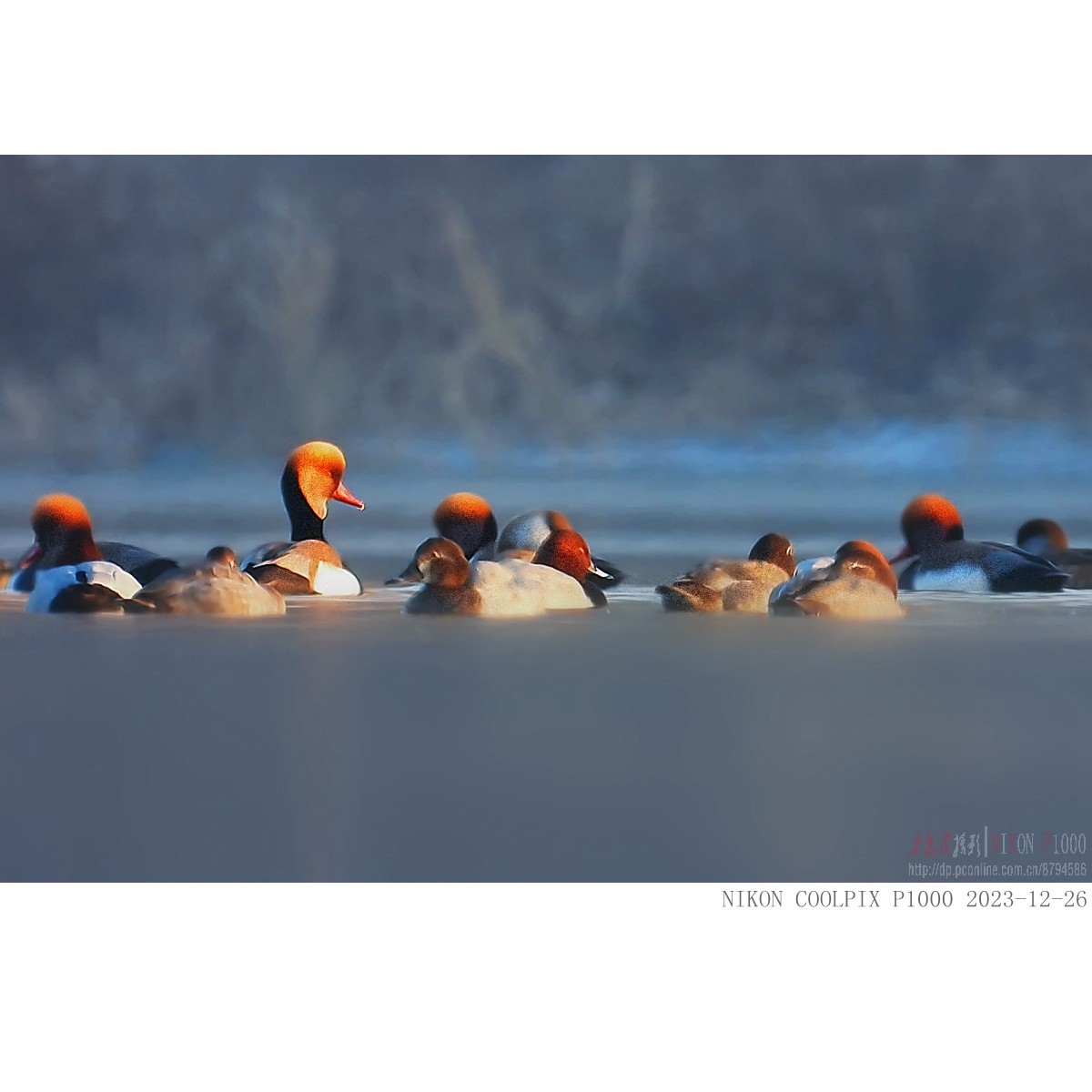 涂口红的鸭子——赤嘴潜鸭