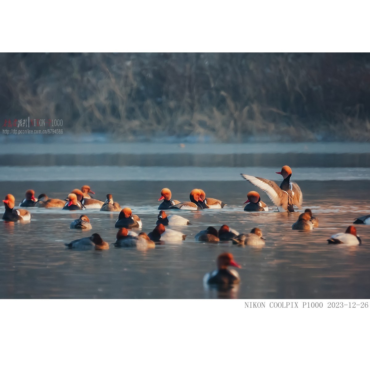 涂口红的鸭子——赤嘴潜鸭