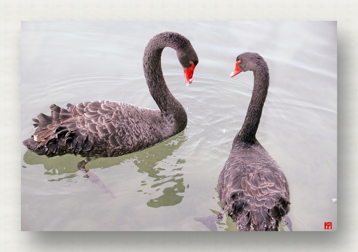 来一支柴翁的天鹅舞曲！