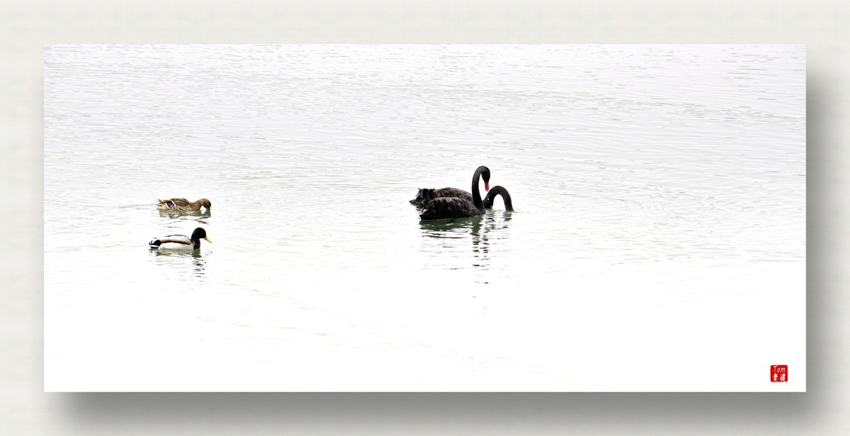 来一支柴翁的天鹅舞曲！