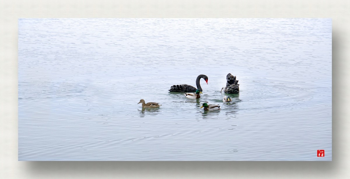 来一支柴翁的天鹅舞曲！