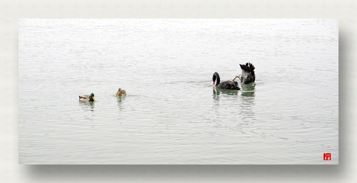 来一支柴翁的天鹅舞曲！