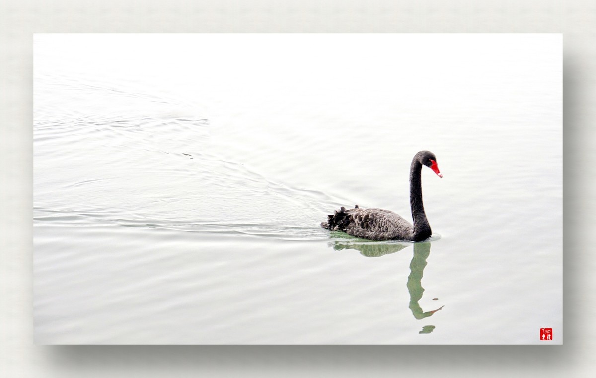 来一支柴翁的天鹅舞曲！