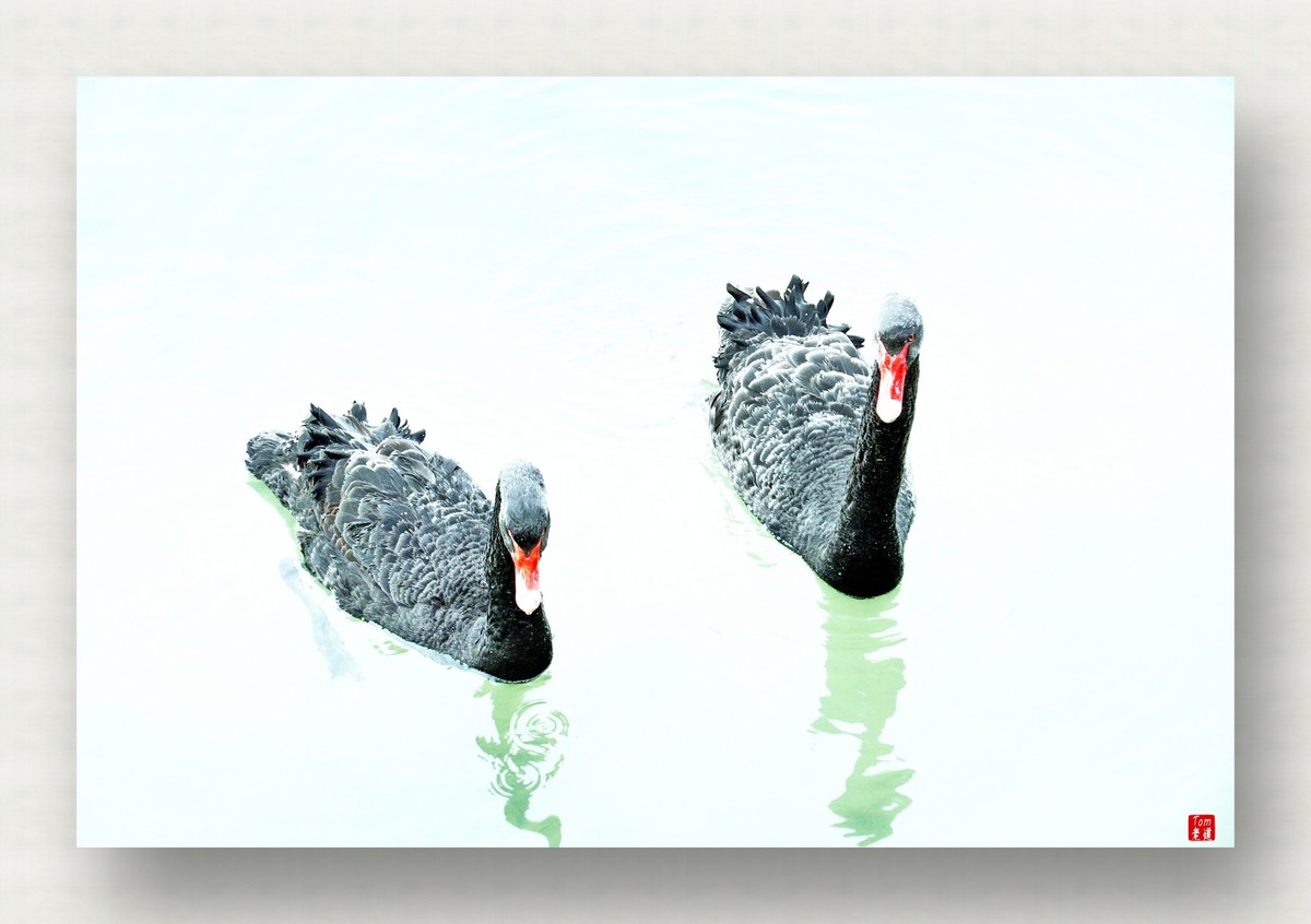 来一支柴翁的天鹅舞曲！