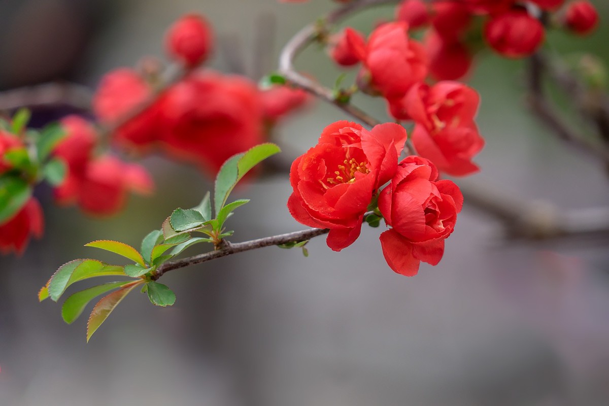 春花烂漫（13）