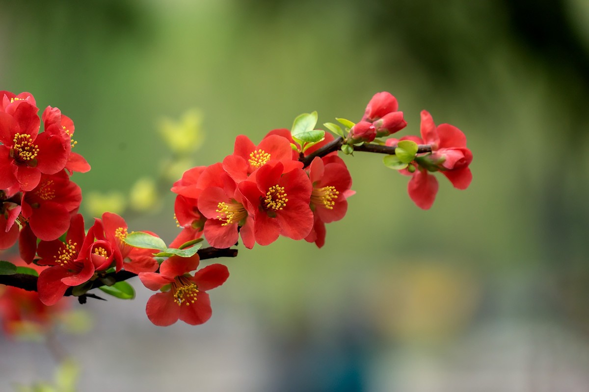 春花烂漫（13）