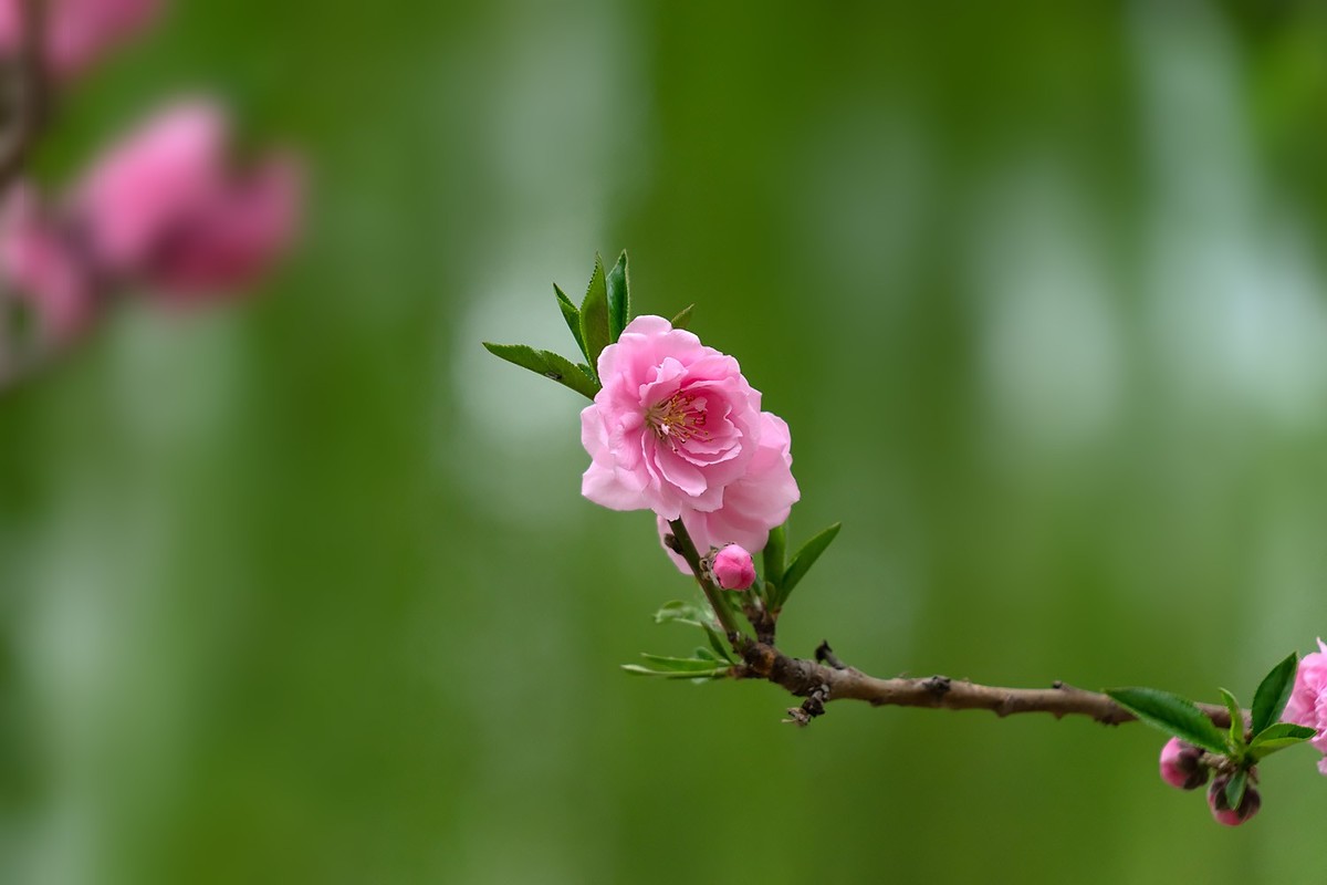 春花烂漫（13）