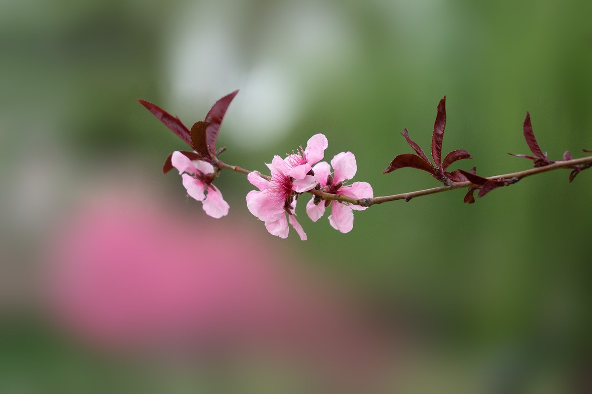 春花烂漫（13）